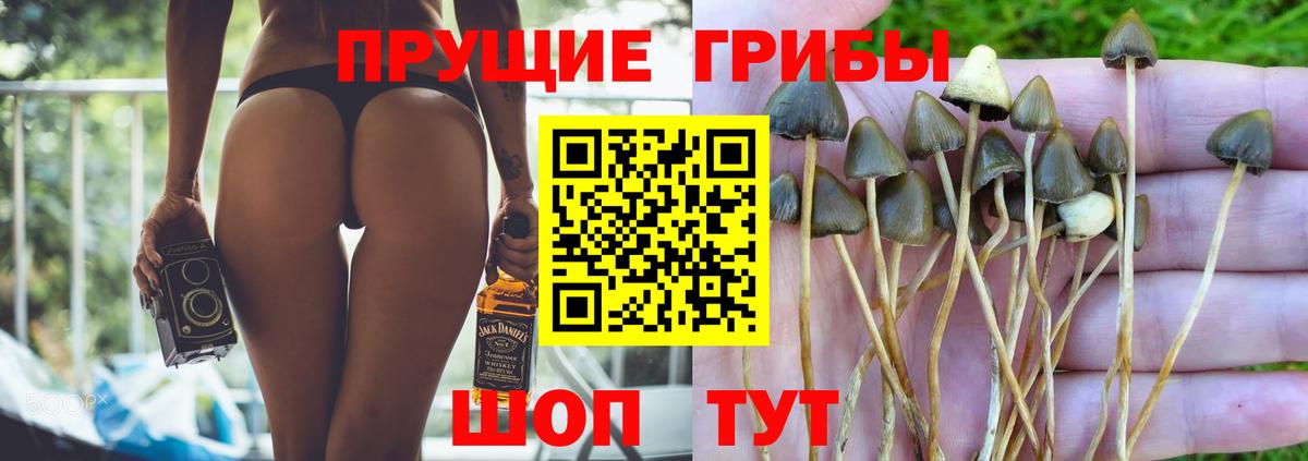 Гудермес  Псилоцибиновые грибы Cubensis  Вход с VPN  Галлюциногенные грибы прущие грибы 